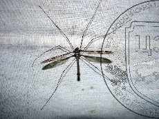 Долгоножка гигантская 001